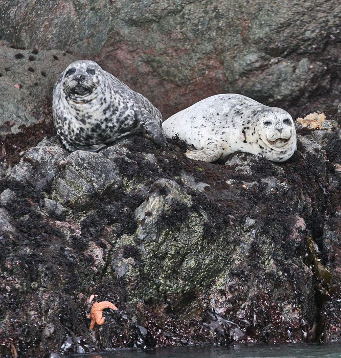 Harbor Seals at the Farallon Islands by Glen Tepke