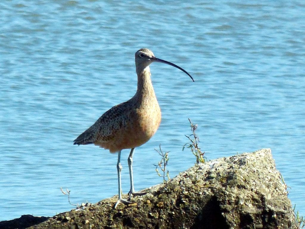 A Long-billed Curlew watches our Pier 94 volunteers at work / Photo by Lee Karney