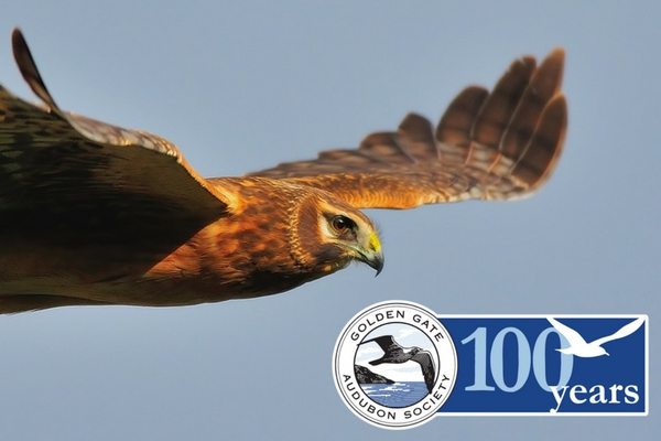 100-years-harrier