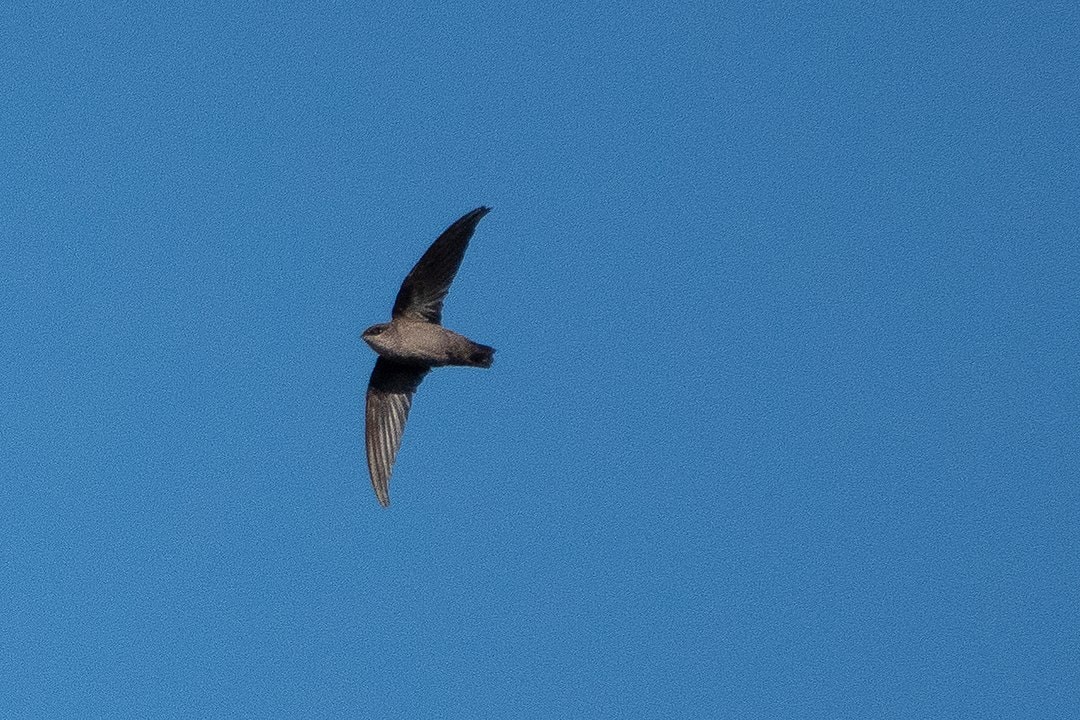 Vaux's Swift monitoring hits its tenth year - Golden Gate Bird Alliance