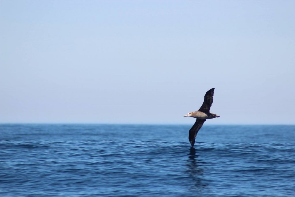 Black-footed Albatross sighted on class trip with Alvaro's Adventures, by Krista Jordan