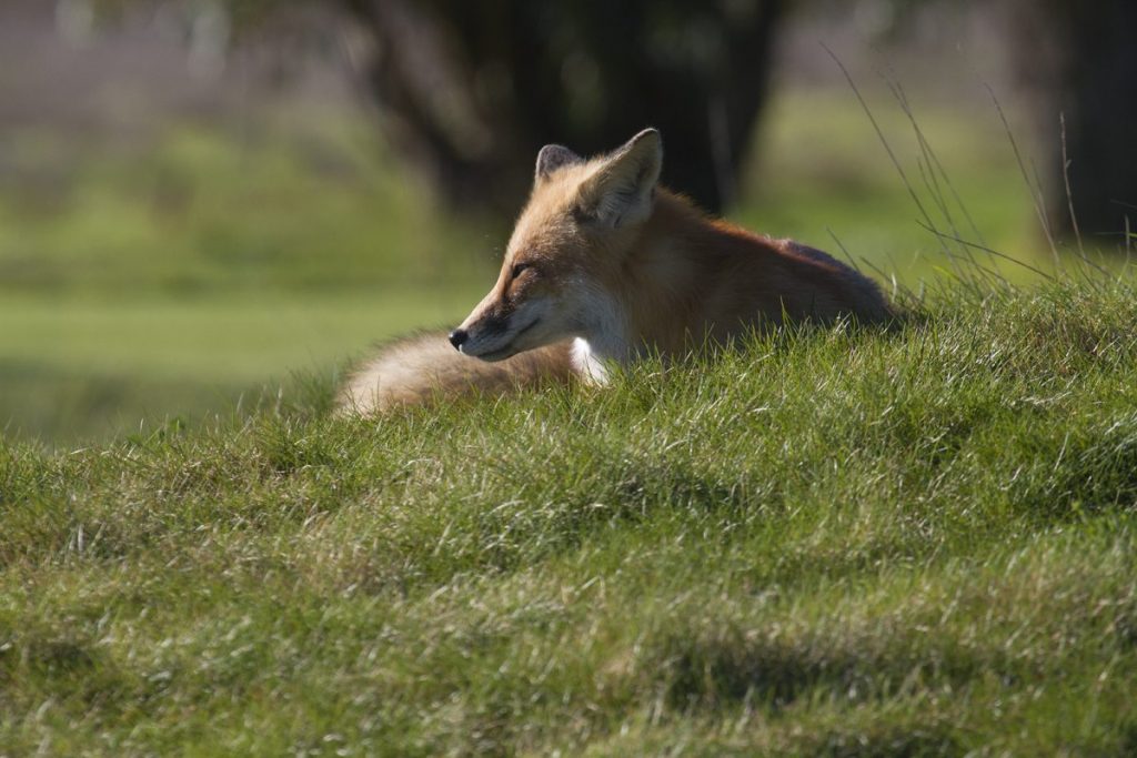 Red Fox on the golf course near San Leandro Bay by Rick Lewis