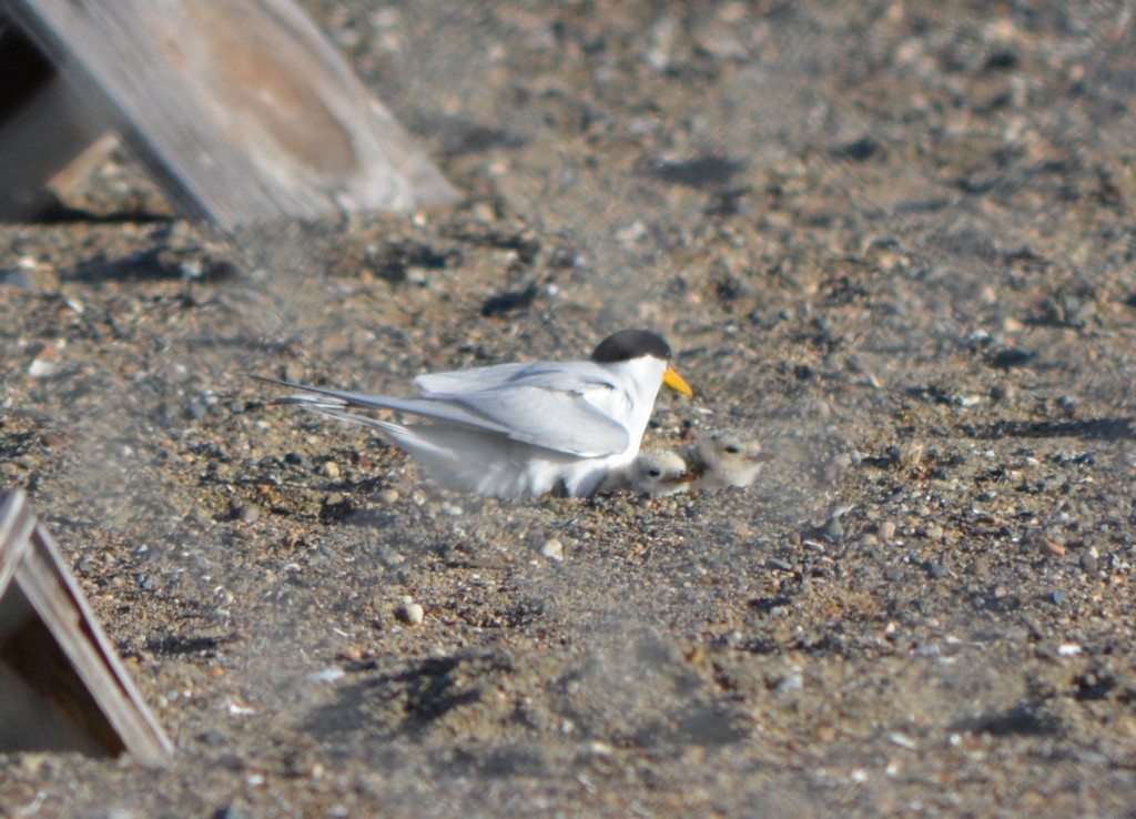 California Least Tern and chick in Alameda in June 2014, viewed through fence around the reserve / Photo by Richard Bangert