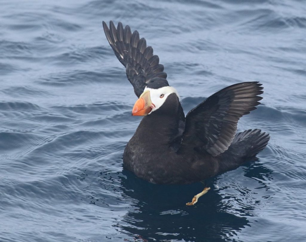 Tufted Puffin at the Farallon Islands, by Glen Tepke