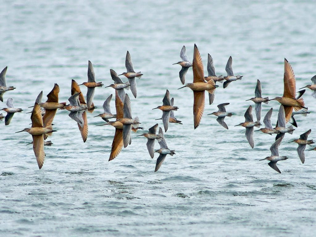 Marbled Godwits and Dowitchers in flight by Verne Nelson. This photo will be the January image in our 2016 Birds of the SF Bay Area calendar, on sale in September!