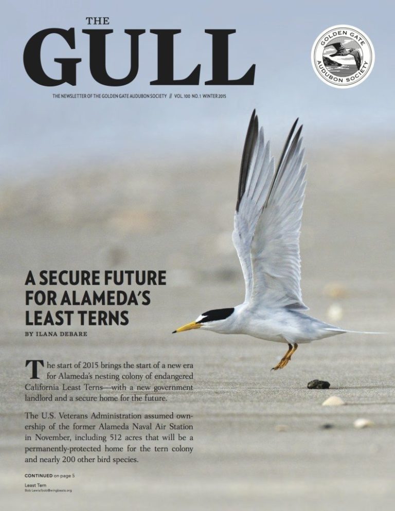 Winter 2015 Gull is available