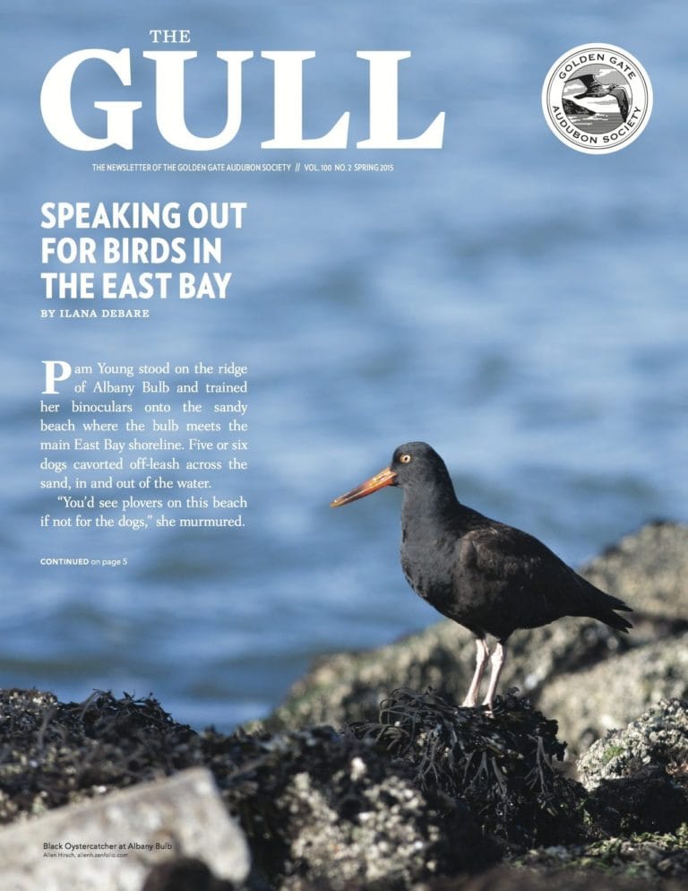 Spring 2015 Gull is available