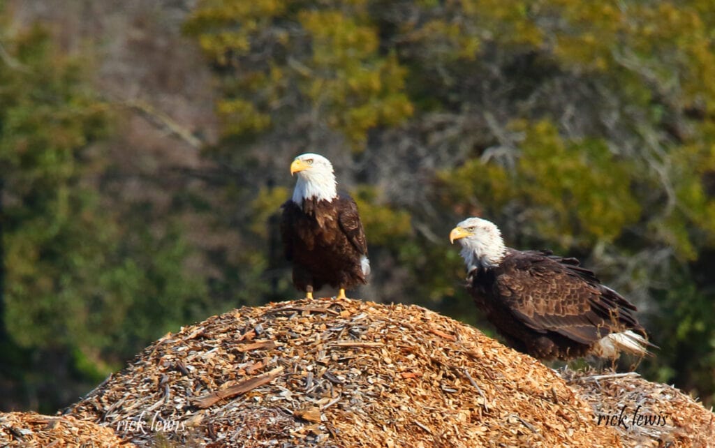 Bald Eagle Information and Guidelines - Golden Gate Bird Alliance