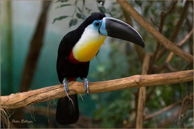 Bird Friendly Chocolate