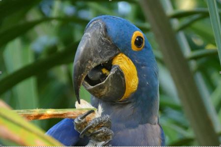 Brazil: Wildlife of the , Pantanal & Iguazu Falls