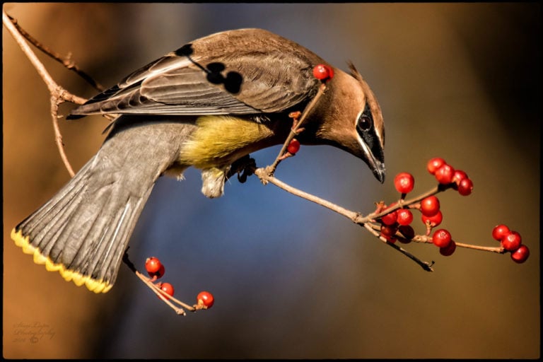 Get Ready for the 2020 Christmas Bird Count!