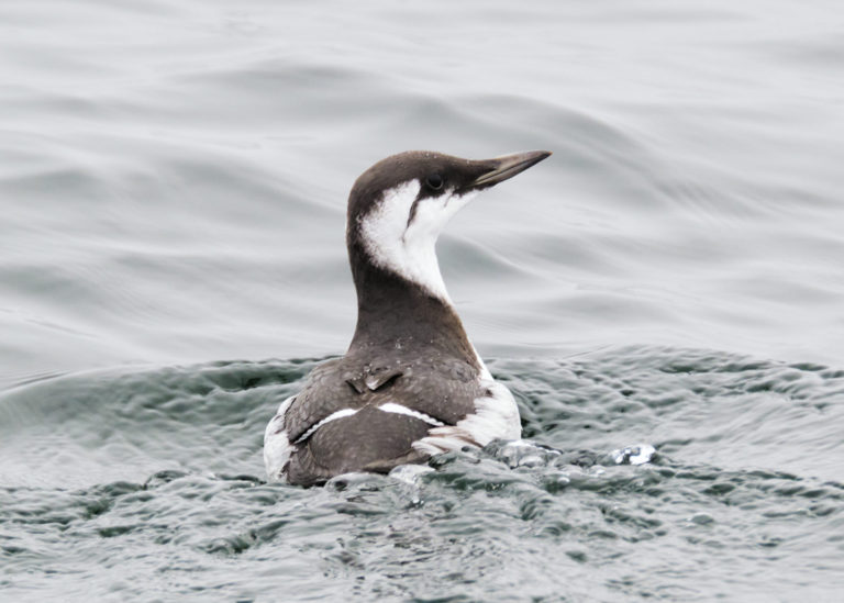 Smoke, Water and Birds: 10 Hours at Sea on a Pelagic