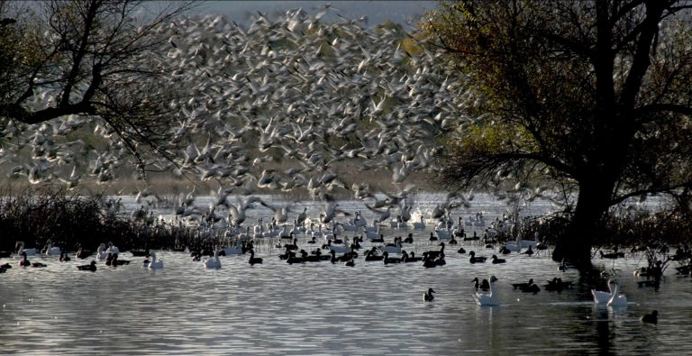 Refuge Takes Flight