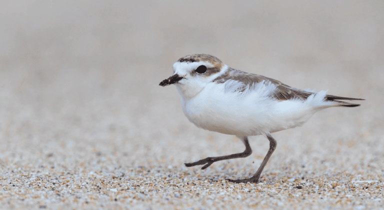 Another Strong Year for Snowy Plovers at Ocean Beach and Crissy Field, As a New Overwintering Season Begins