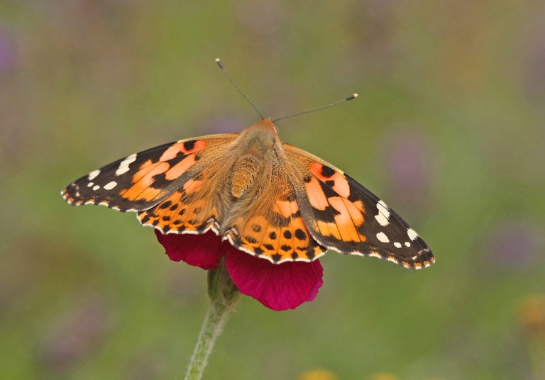 Spring on the Summit