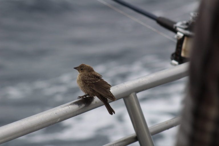 Pelagic Rookie