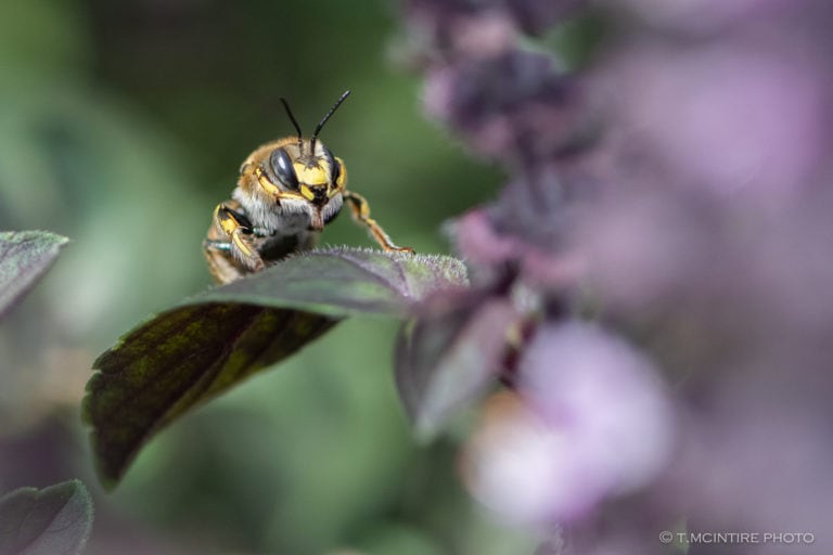 A World Exposed Volume 2: The (humming)birds and the bees