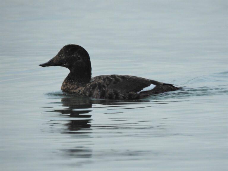 Finding Rarities in the East Bay