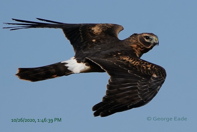 Raptors of Skaggs Island
