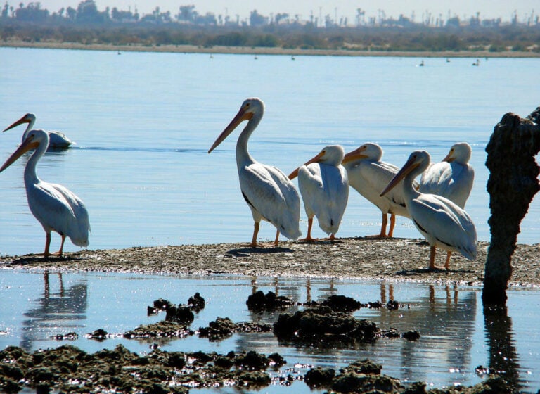 Birding California’s Big Sink