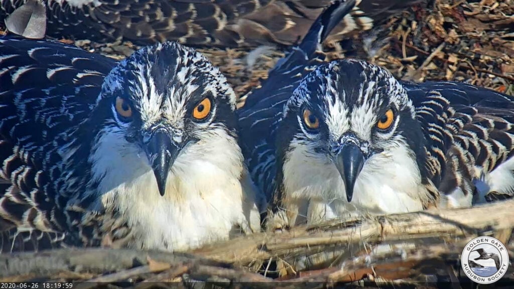 Osprey nestlings
