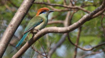 Russet-crowned Motmot by Paul Lewis