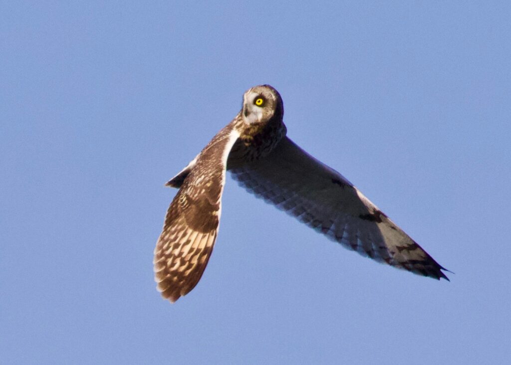 Short-eared Owl at Battery Godfrey