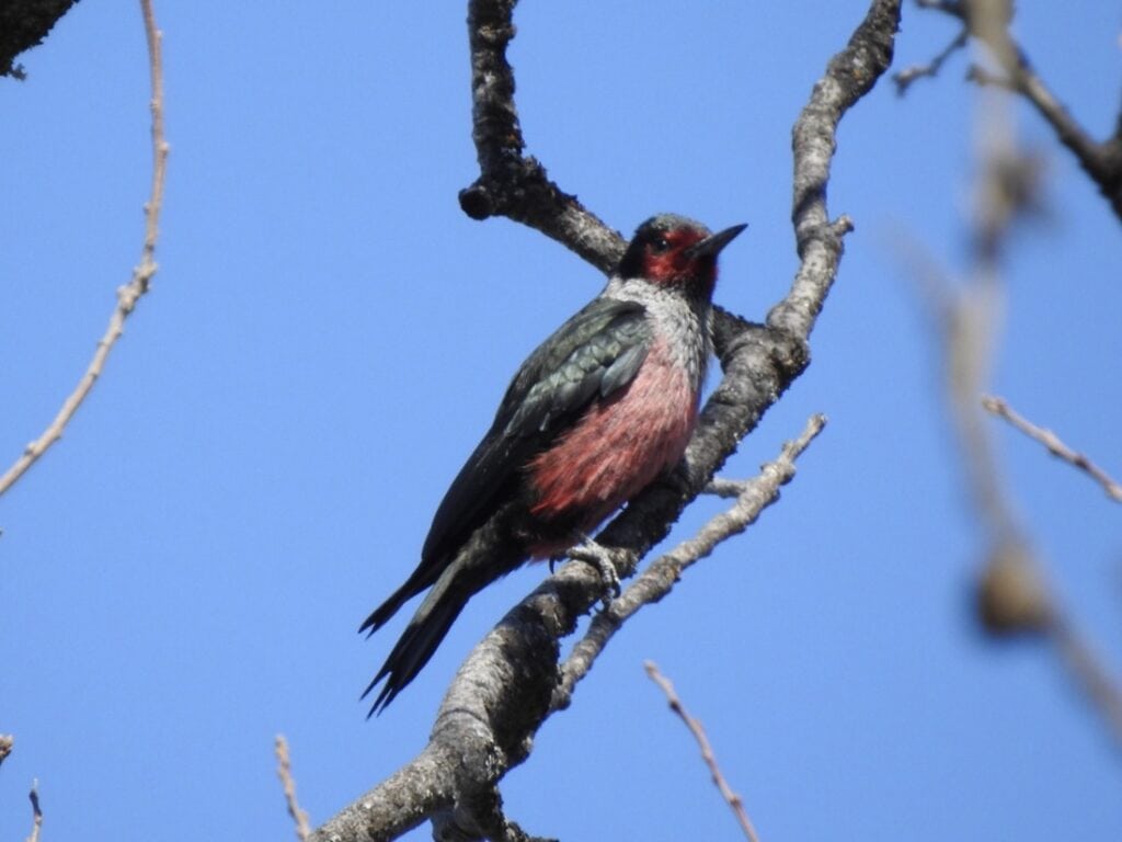 Lewis's Woodpecker by Alex Henry