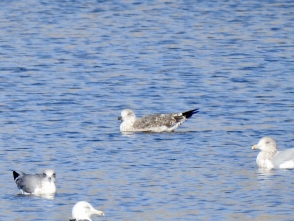 Lesser Black-backed Gull by Alex Henry