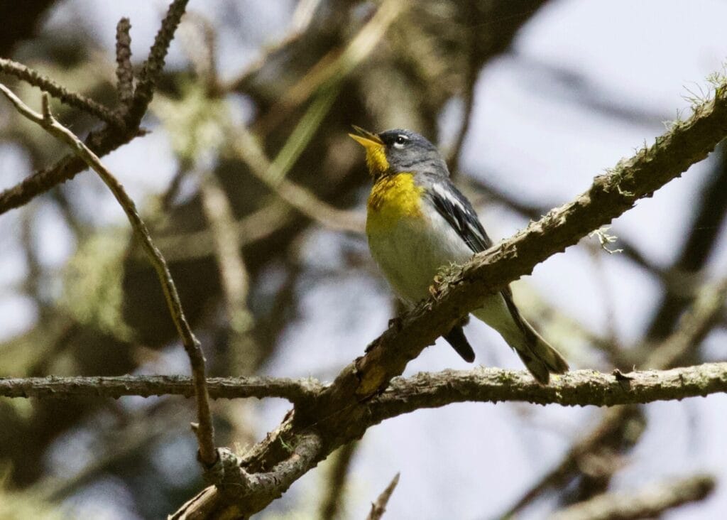 Northern Parula at Fort Miley