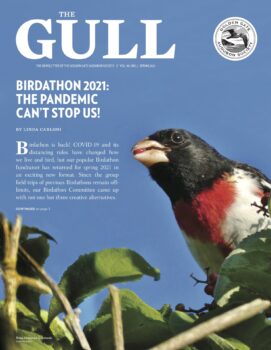 Gull cover - spring 2021