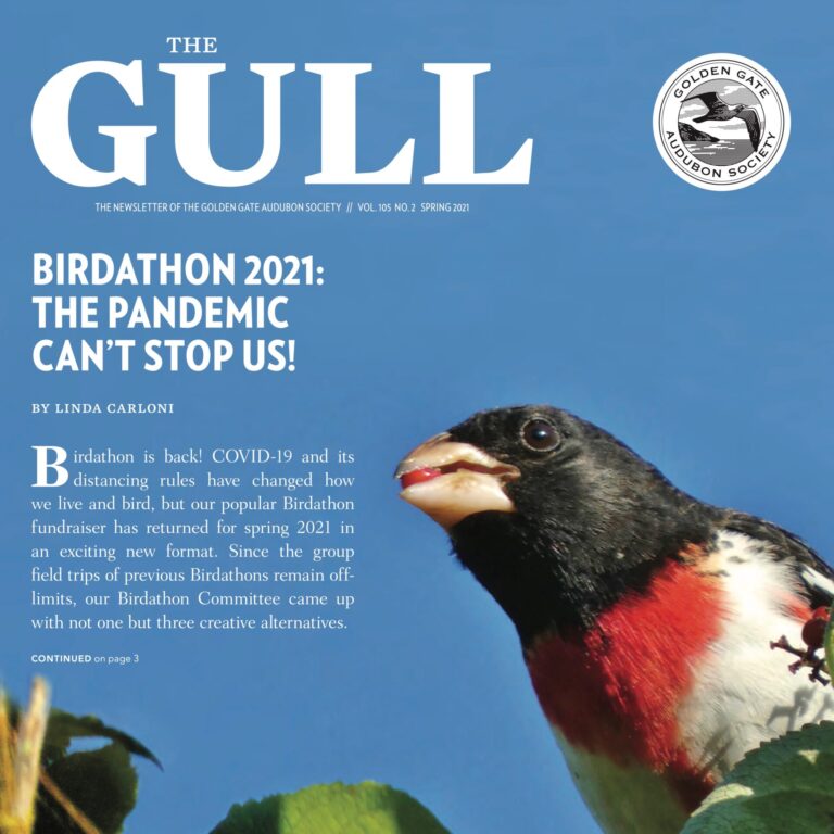 Spring 2021 Gull is now online