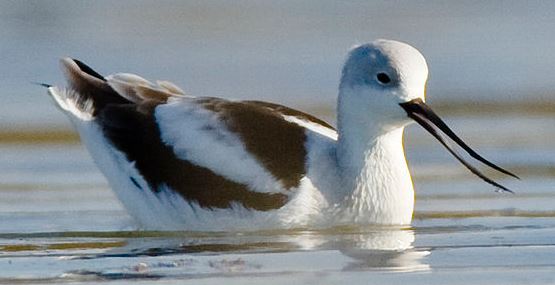 American Avocet in winter plumage, by Mike L. Baird