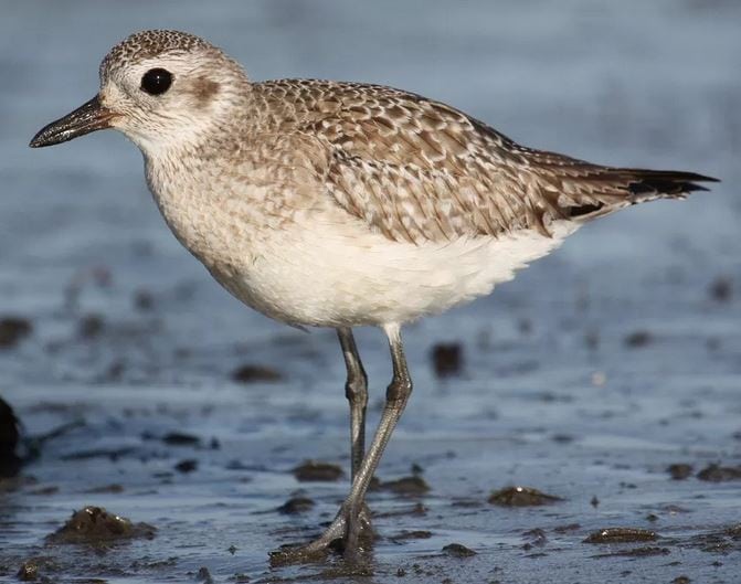 Black-bellied Plover in winter plumage, by Jason Crotty