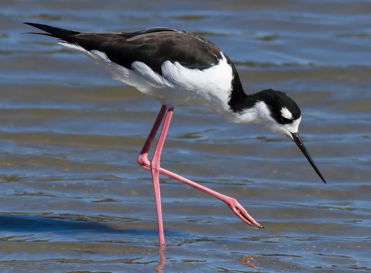 Black-necked Stilt by Frank Schulenburg