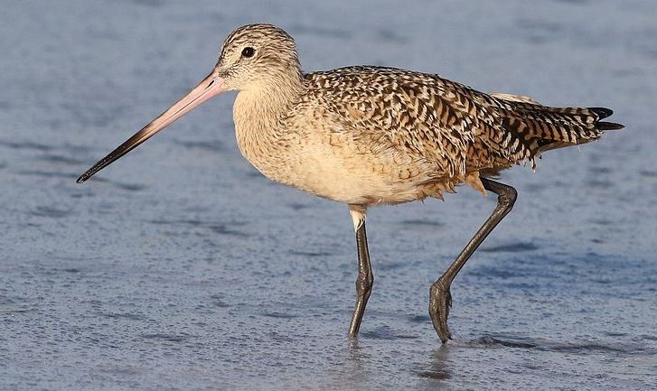 Marbled Godwit by Derek Keats