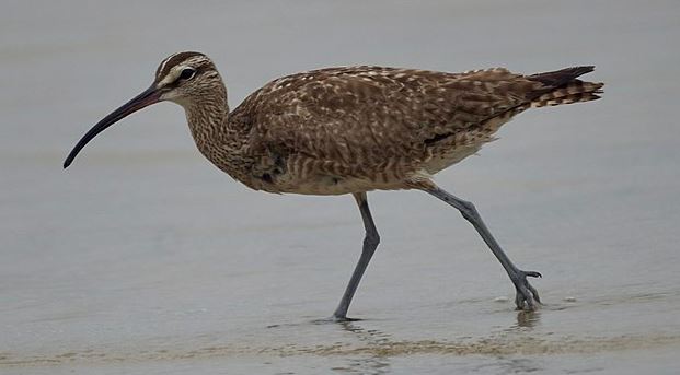 Whimbrel by Mike's Birds