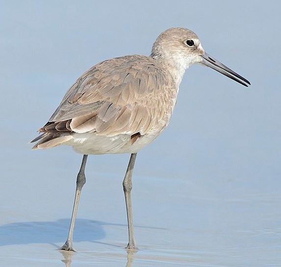 Willet by V.J. Anderson