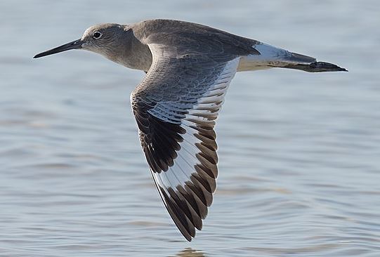 Willet in flight, with white wing stripe, by Russ Whitehurst