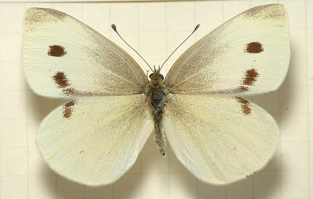 Cabbage White butterfly