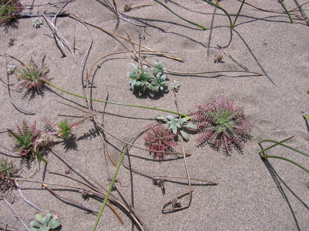 Dune plants at Toms Point