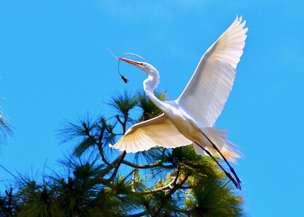 Great Egret with branch