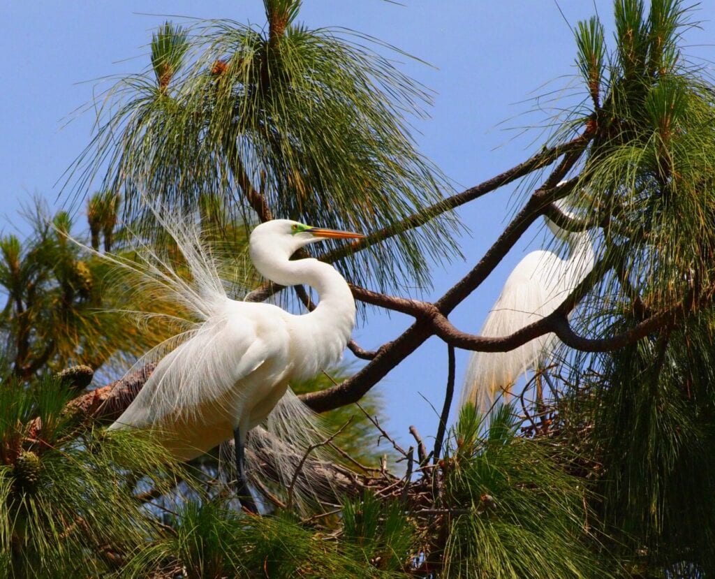 Adult egret pair