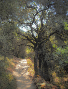 Sibley trail