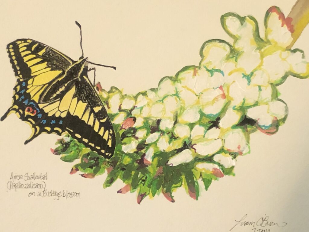 Anise Swallowtail drawing