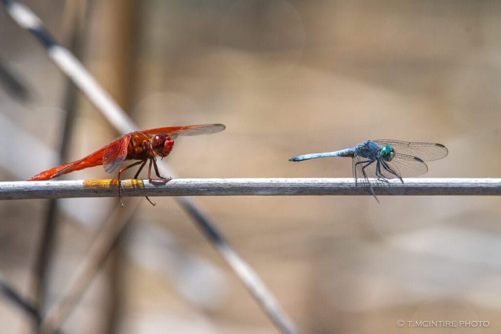 Flame skimmer and Blue dasher dragonflies