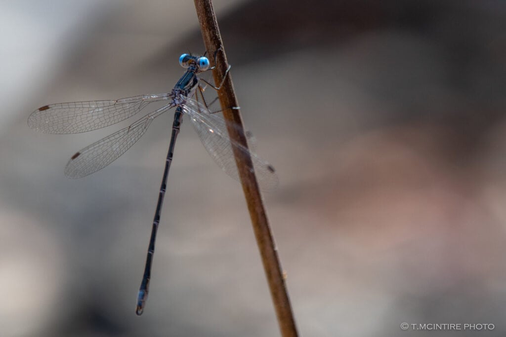Spotted spreadwing