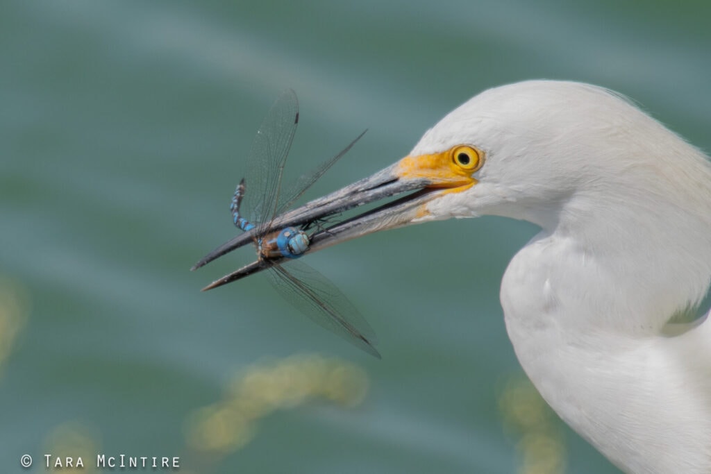Snowy Egret with dragonfly