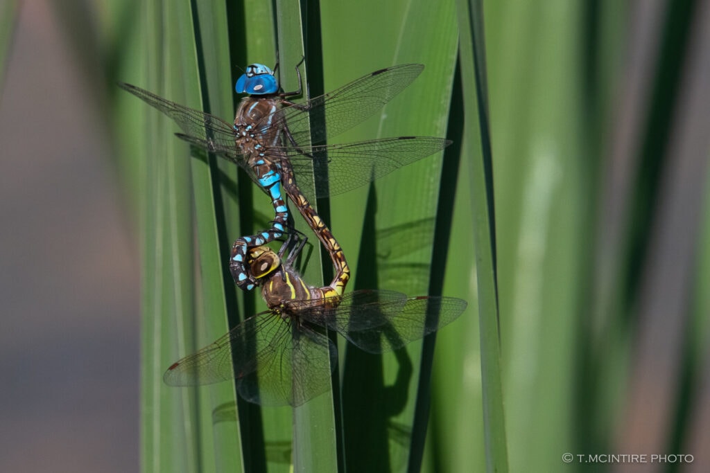 Mating blue-eyed darners