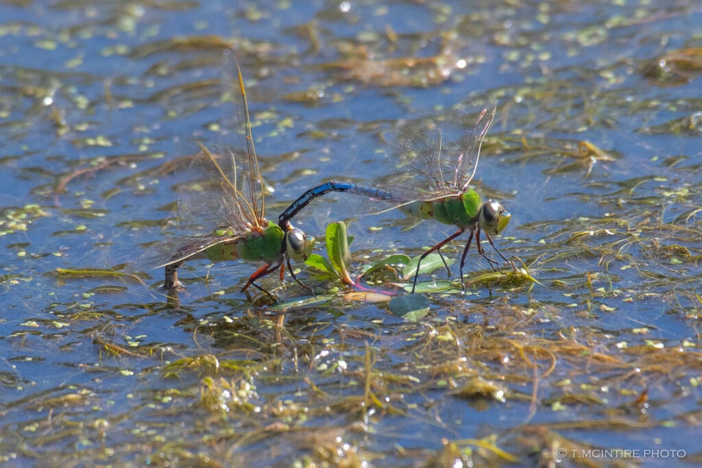 Green darners mating
